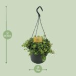 Sedum Tornado - Ø15cm - ↕25cm - obrazek 2