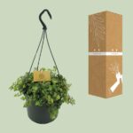 Sedum Tornado - Ø15cm - ↕25cm - obrazek 3