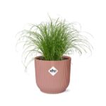 Cyperus Alternifolius Zumula w ELHO Vibes Fold 14cm różowy - obrazek 2