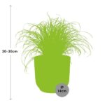 Cyperus Alternifolius Zumula w ELHO Vibes Fold 14cm różowy - obrazek 3