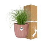 Cyperus Alternifolius Zumula w ELHO Vibes Fold 14cm różowy - obrazek 4