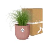 Cyperus Alternifolius Zumula w ELHO Vibes Fold 14cm różowy - obrazek 5