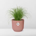 Cyperus Alternifolius Zumula w ELHO Vibes Fold 14cm różowy - obrazek 6