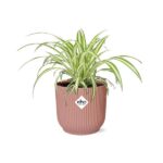 Chlorophytum Comosum Variegatum w ELHO Vibes Fold 14cm różowy - obrazek 2