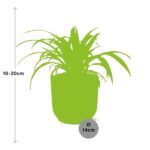 Chlorophytum Comosum Variegatum w ELHO Vibes Fold 14cm różowy - obrazek 3