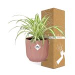 Chlorophytum Comosum Variegatum w ELHO Vibes Fold 14cm różowy - obrazek 4
