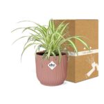 Chlorophytum Comosum Variegatum w ELHO Vibes Fold 14cm różowy - obrazek 5