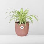 Chlorophytum Comosum Variegatum w ELHO Vibes Fold 14cm różowy - obrazek 6
