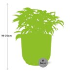 Ficus Benjamina Kinky w ELHO Vibes Fold 14cm różowy - obrazek 9
