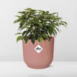 Ficus Benjamina Kinky w ELHO Vibes Fold 14cm różowy - obrazek 12