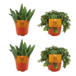 2x Aloe Paradisicum + 2x Sedum Tornado - 4 sztuki - Ø10.5cm - ↕10cm