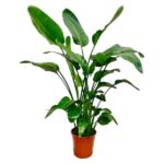 Strelitzia Nicolai - 160 cm - ø24