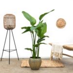 Strelitzia Nicolai - 160 cm - ø24 - obrazek 3