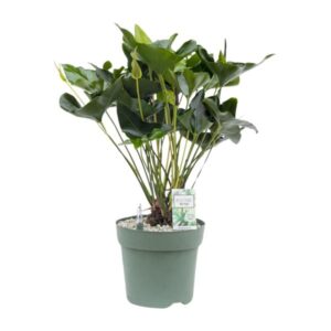Anthurium Arrow - Ø30cm - ↕80cm