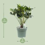 Anthurium Arrow - Ø30cm - ↕80cm - obrazek 2