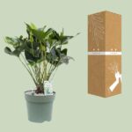 Anthurium Arrow - Ø30cm - ↕80cm - obrazek 3