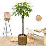 Pachira Aquatica - 160 cm - ø27 - obrazek 3
