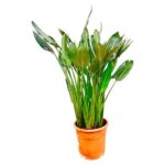 Strelitzia Reginae XL - 160 cm - ⌀30
