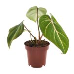 Filodendron Selloum Atom - Ø12cm - ↕25cm