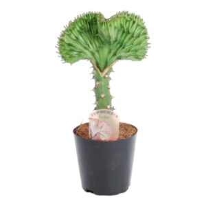 Euphorbia lactea Cristata zielony - 30 cm - ø10 -5