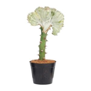 Euphorbia lactea Cristata biały - 30 cm - ø10 -5
