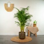 Palma Areca - Ø24cm - ↕130cm - obrazek 2