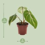 Filodendron Selloum Atom - Ø12cm - ↕25cm - obrazek 2