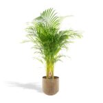 Palma Areca z doniczką - ↨130cm - Ø24cm