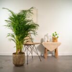 Palma Areca z doniczką - ↨130cm - Ø24cm - obrazek 2