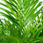 Palma Areca z doniczką - ↨130cm - Ø24cm - obrazek 3