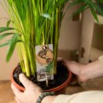 Palma Areca z doniczką - ↨130cm - Ø24cm - obrazek 5