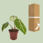 Filodendron Selloum Atom - Ø12cm - ↕25cm - obrazek 3