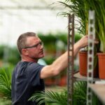 Areca - ↨130cm - Ø24cm + Juka - ↨100cm - Ø21cm - obrazek 10