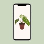 Filodendron Selloum Atom - Ø12cm - ↕25cm - obrazek 4