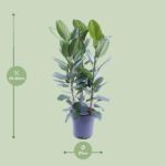 Ficus Binnendijkii Amstel King Gold - Ø27cm - ↕75cm - obrazek 2