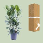 Ficus Binnendijkii Amstel King Gold - Ø27cm - ↕75cm - obrazek 3