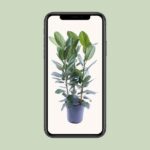 Ficus Binnendijkii Amstel King Gold - Ø27cm - ↕75cm - obrazek 4